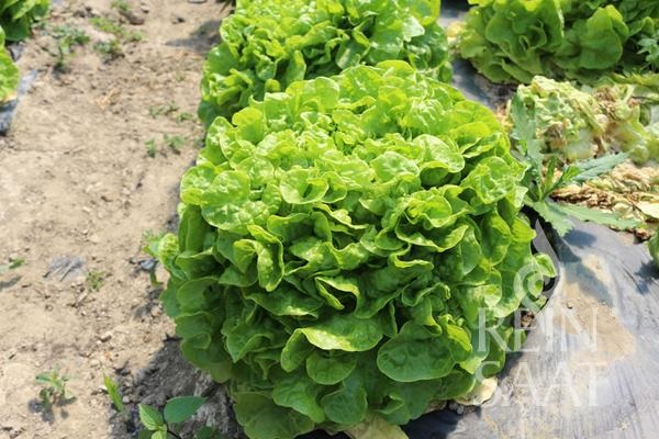 Arugula organic Selvatica Pure seed approx. 4 m2