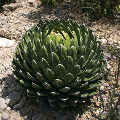 Királynői agave (Agave victoriae-reginae (Huasteca Canyon)) 5 szem