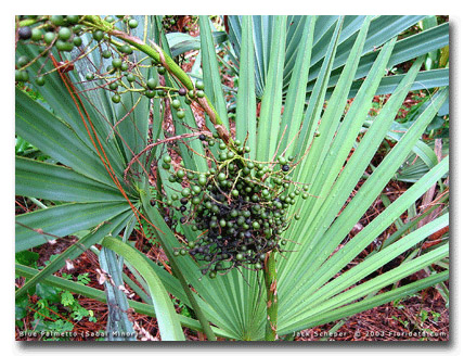 Dwarf palmetto (Sabal minor) 5 seeds