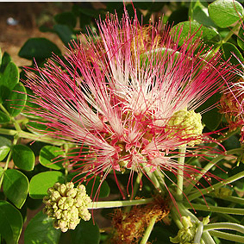 Shaman tree (Albizia saman) 5 grains