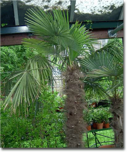 Kínai kenderpálma (Trachycarpus fortunei) 5 szem