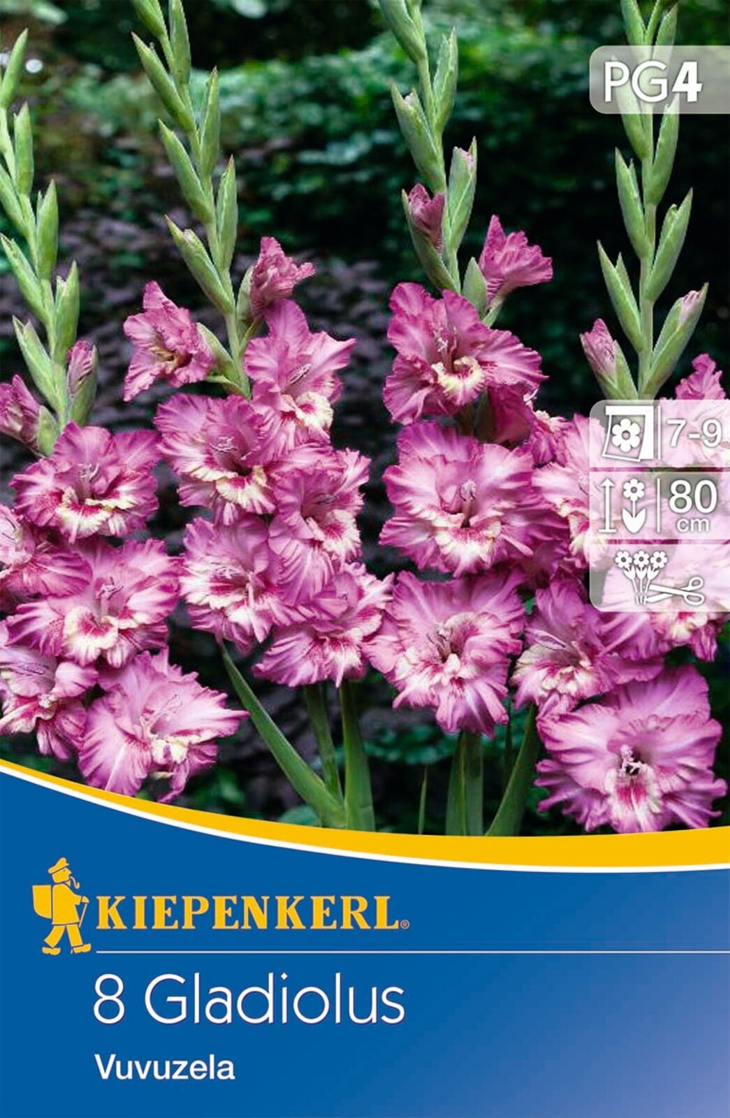 Virághagyma Kardvirág (Gladiolus) Vuvuzela (bíborlila-rózsaszín) Kiepenkerl 8 db