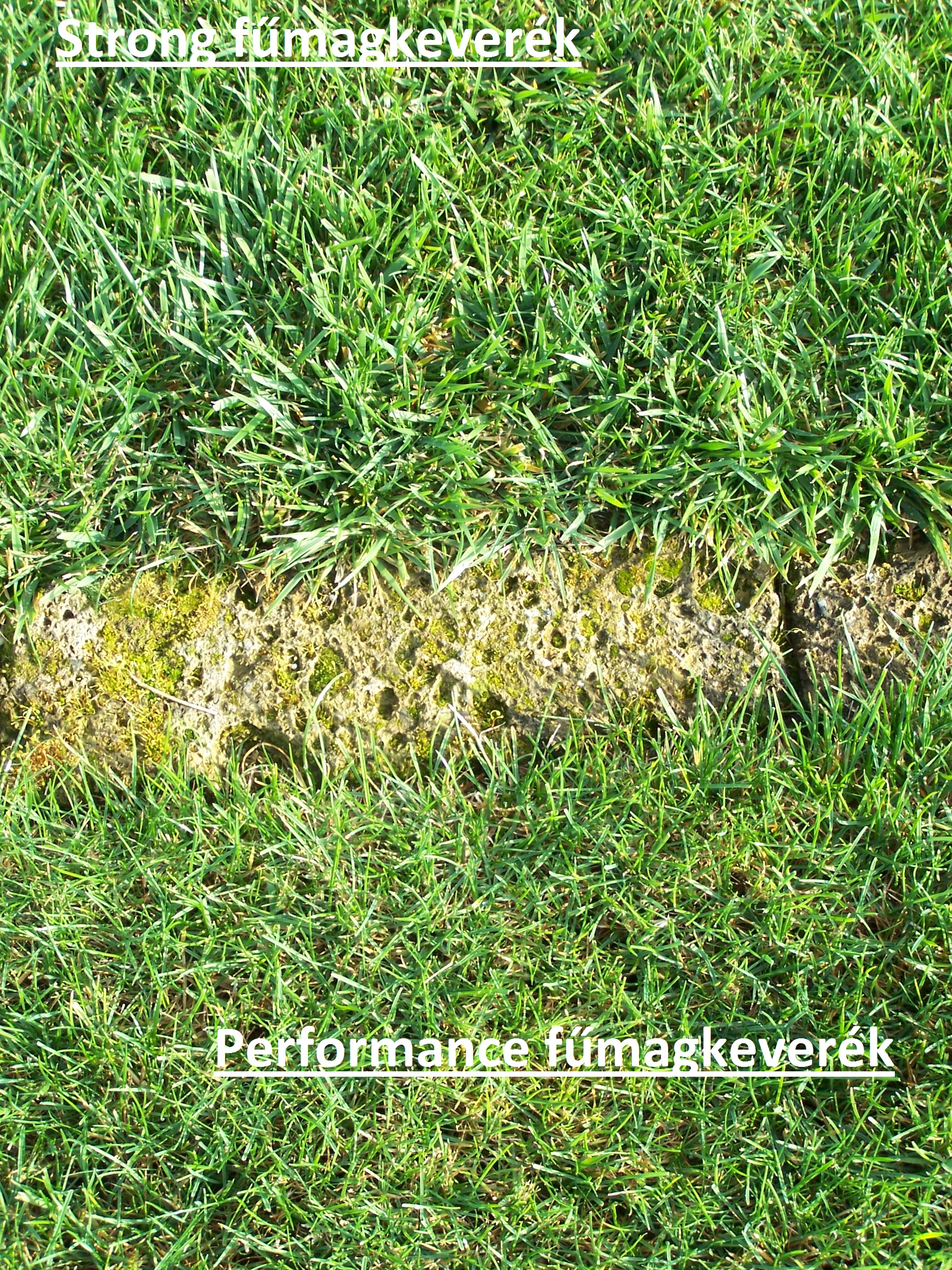 ICL grass seed Performance (sport) 10 kg