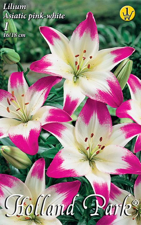 Flower bulb Lily Asiatic Pink-White 1 piece Garden Seed from Rédei