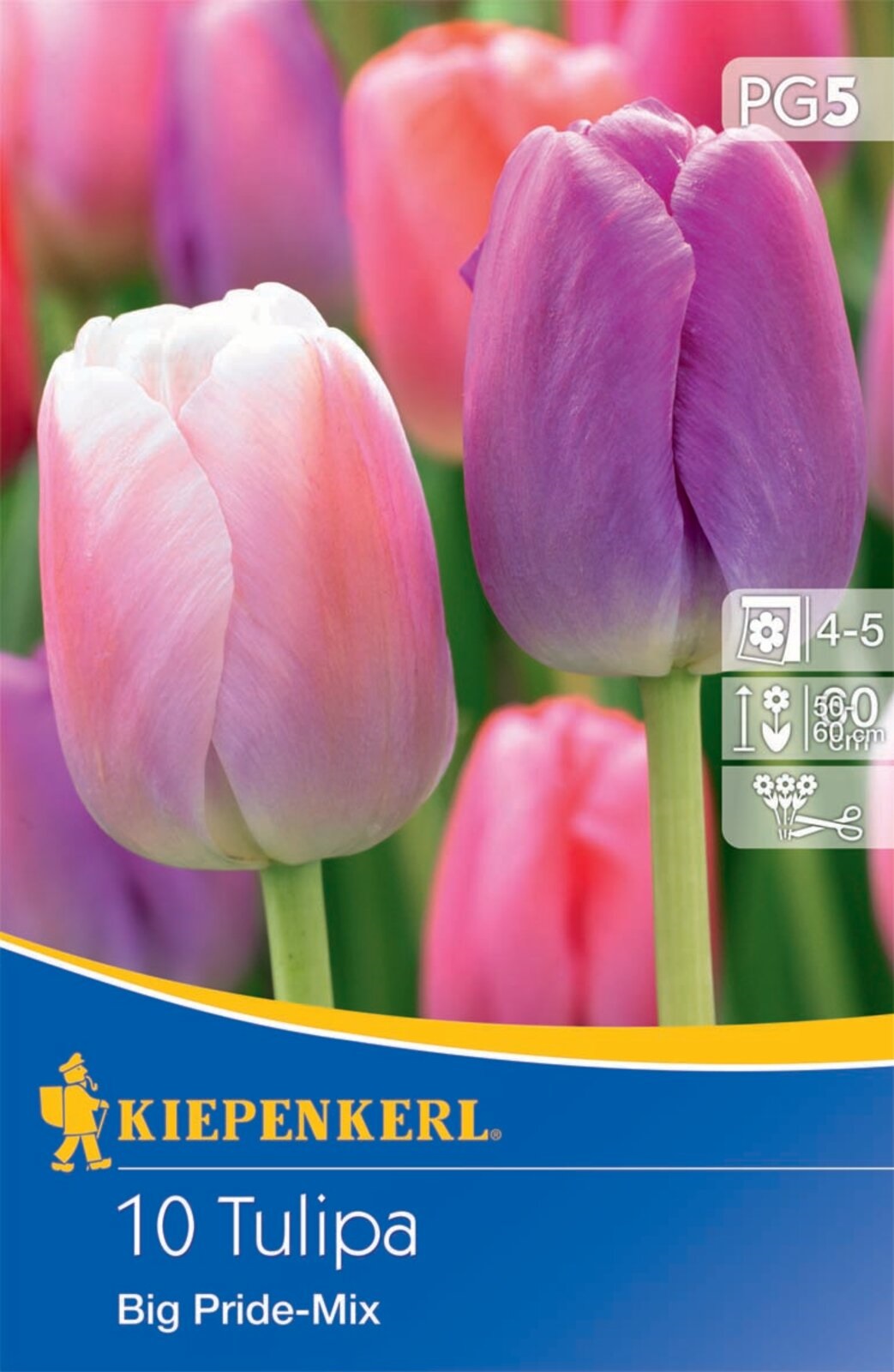 Virághagyma Tulipán Darwin-hybrid,Big Pride Mix 10 db Kiepenkerl