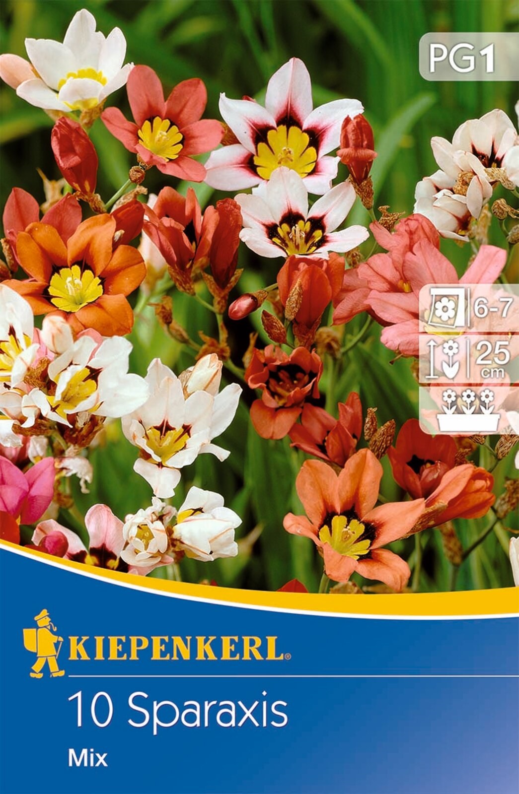 Virághagyma Sparaxis (Cigányvirág) tricolorszínkeverék Kiepenkerl 10 db