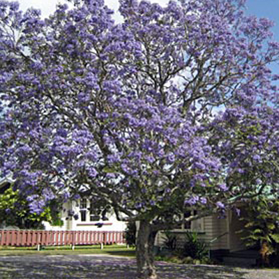 Common yarrow (Jacaranda mimosifolia) 5 grains