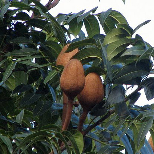 Mahogany (Swietenia mahogany) 5 grains