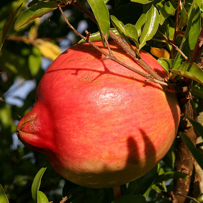 Gránátalma (Punica granatum) 5 szem