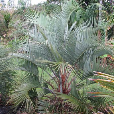 Gyapjas kocsonyapálma (Butia eriospatha) 5 szem