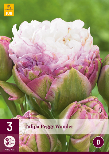 Flower Bulb Tulip Peggy Wonder 3 pcs JUB