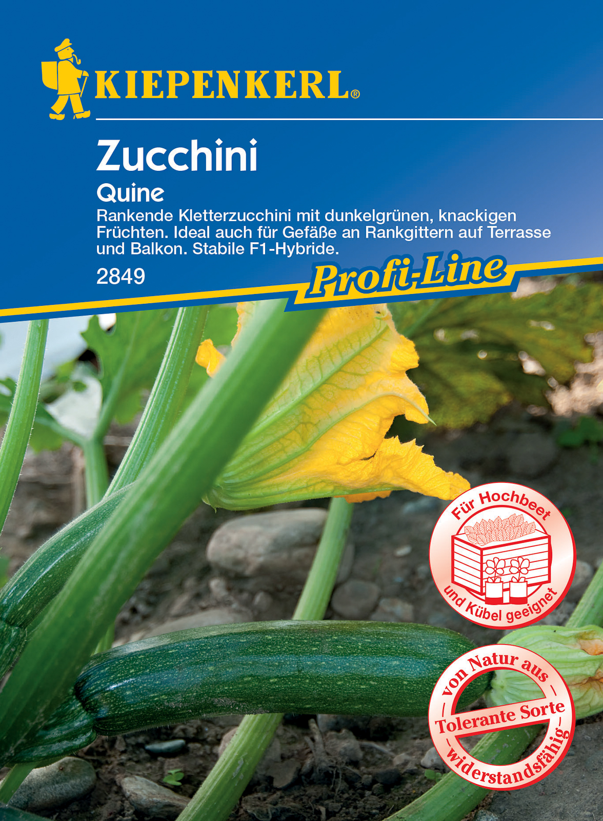 Zucchini Quine Kiepenkerl 6 pieces