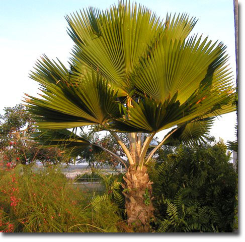 Fiji Palm (Pritchardia pacifica) 5 seeds