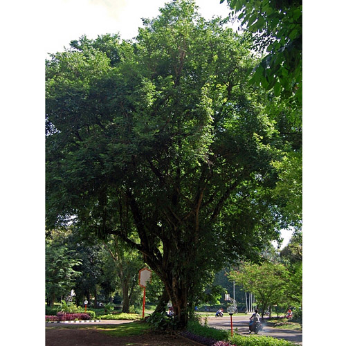 Rózsafa (Dalbergia latifolia) 5 szem