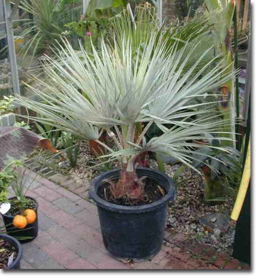 Rock Palm (Brahea armata) 5 seeds