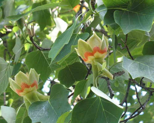 Amerikai tulipánfa (Liriodendron tulipifera) 5 szem