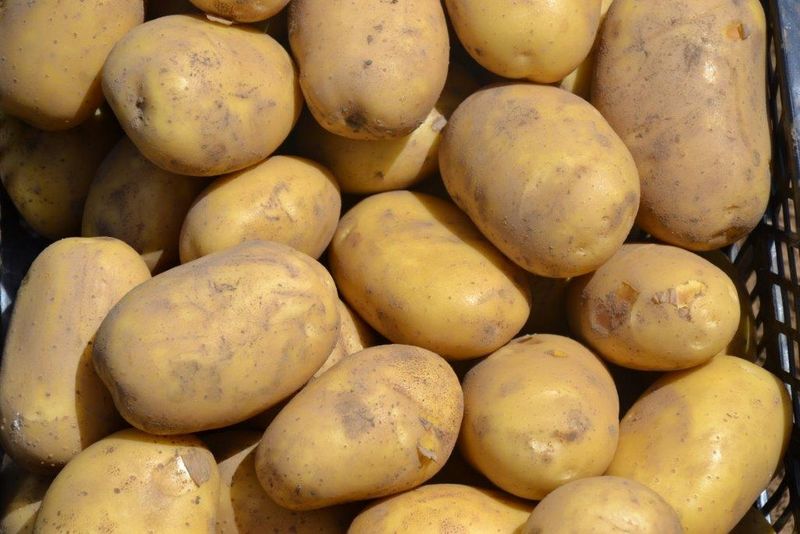 Potato seed tuber Lower Carb "Coronada" 50 pcs