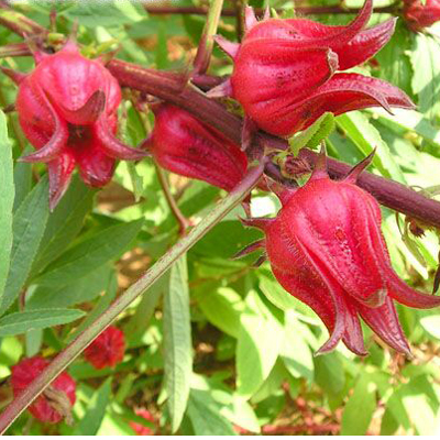 Tea hibiscus (Hibiscus sabdariffa ) 5 seeds