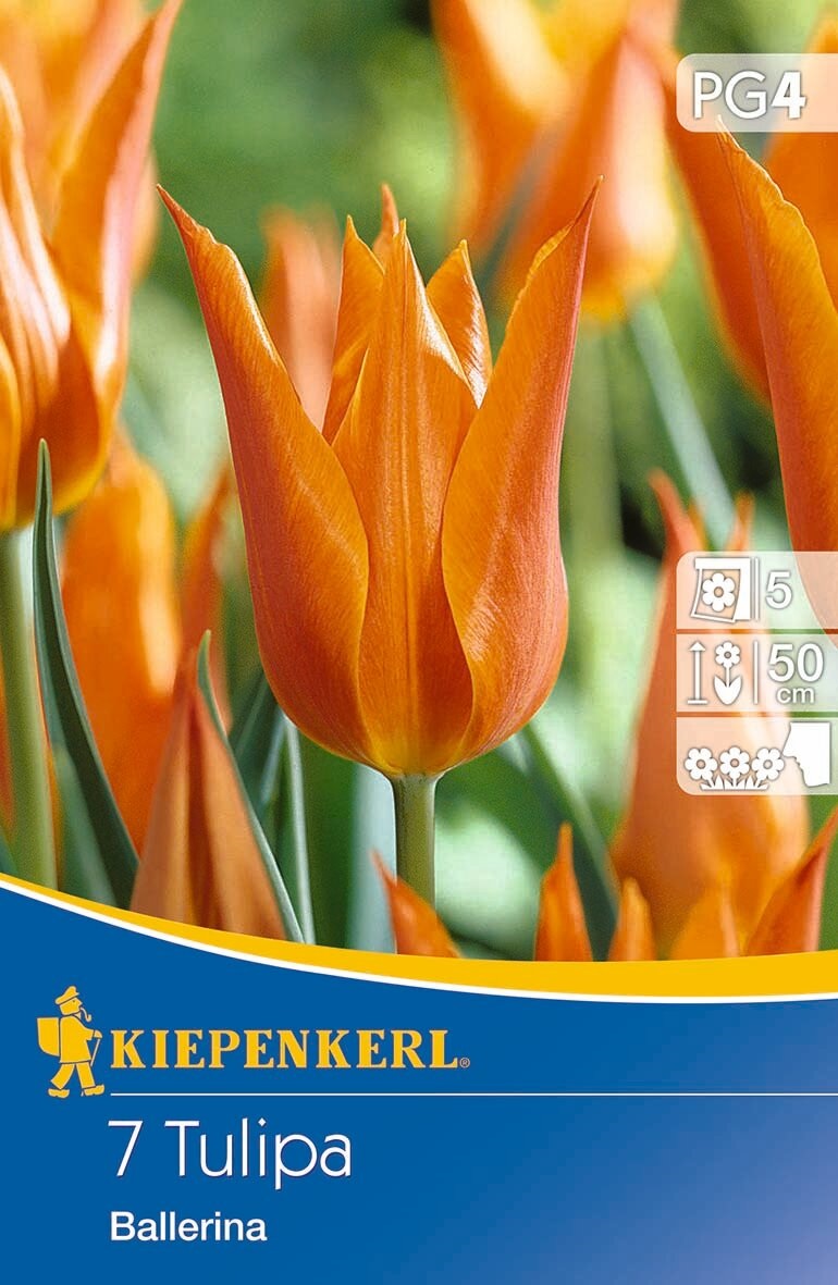 Flower bulb Tulip Ballerina 7 pcs Kiepenkerl