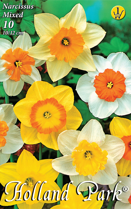 Bulb Daffodil Big Flower colour mix 8 pcs Garden Seed from Rédei
