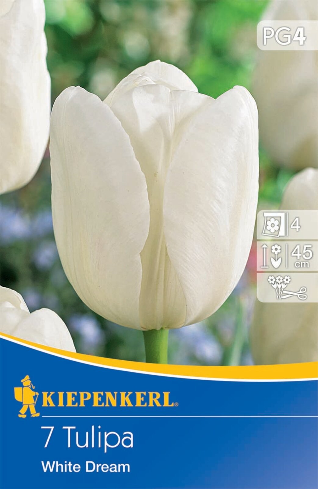 Flower bulb Tulip White Dream 7 pcs Kiepenkerl