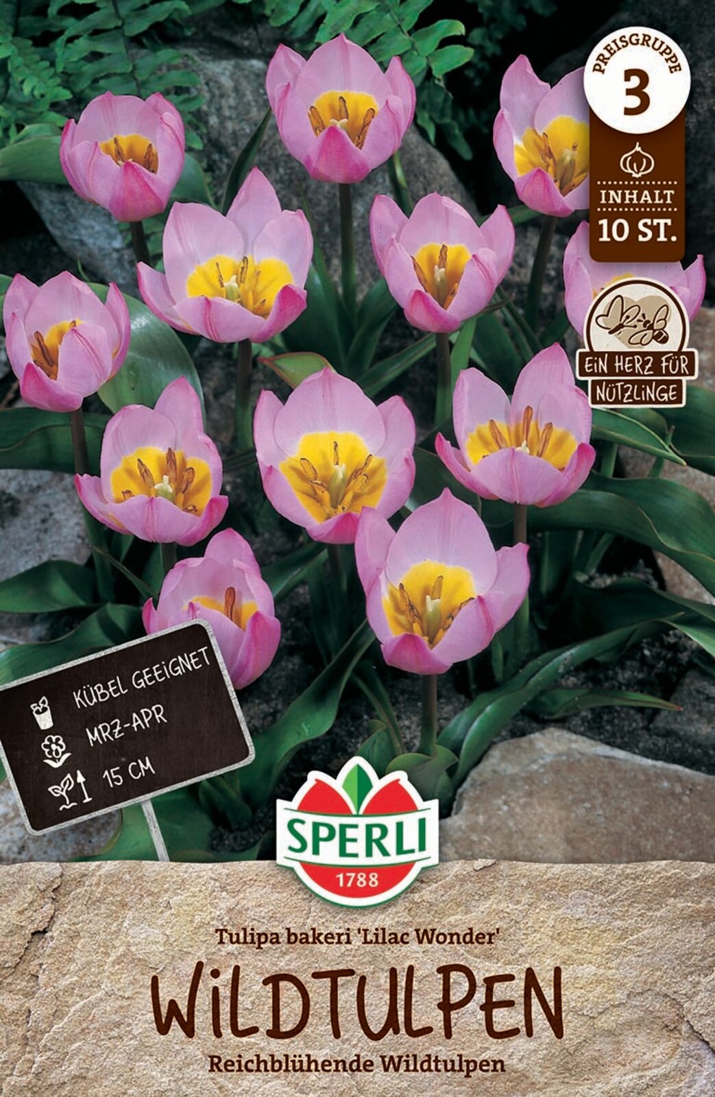 Virághagyma Tulipán vadtulipán Lilac Wonder 10 db Sperli