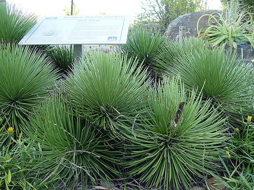 Szúrós levelű agave (Agave striata ssp.) 5 szem