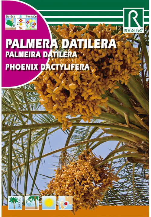 Date palm (Phoenix dactylifera) Rocalba 6 g