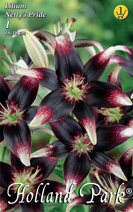 Flower bulb Lily Netty's Pride 1 pc Garden Seed from Rédei
