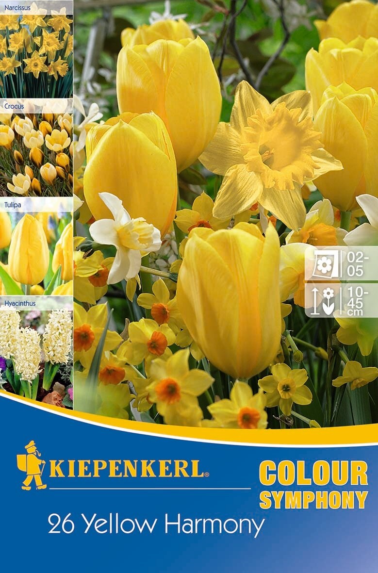 Virághagyma Colour Symphony Mega Pack Yellow Harmony 26 db Kiepenkerl