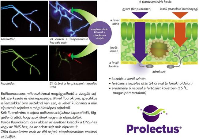 Prolectus 250g