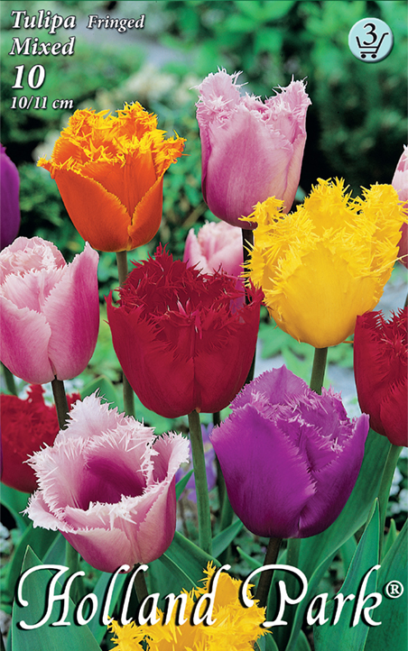 Flower bulb Tulip Crispa colour mix 10 pcs Garden Seed from Rédei