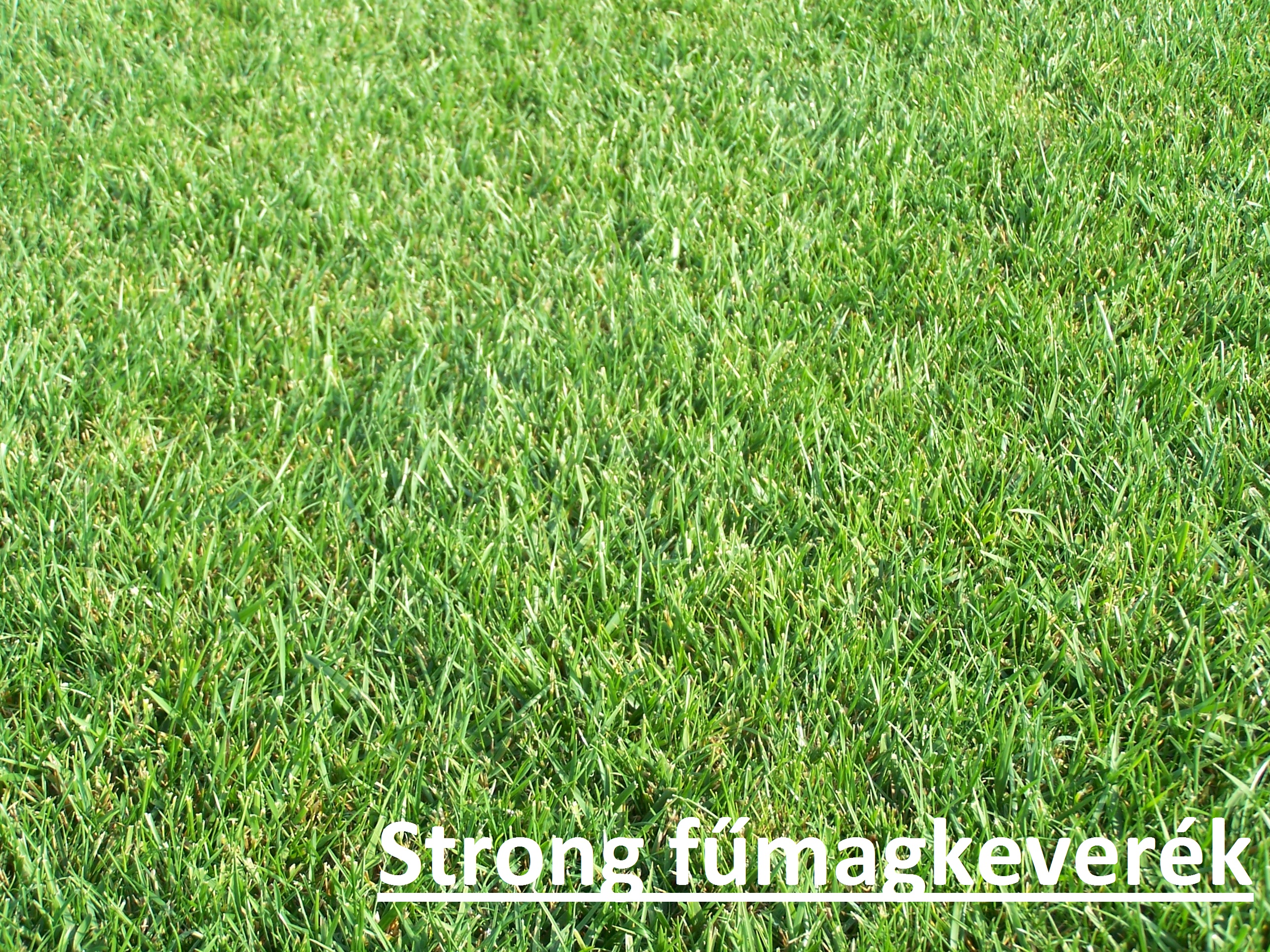 ICL grass seeds Strong (drought resistant) 10 kg