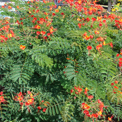 Pompás pillangófa (Caesalpinia pulcherrima) 5 szem