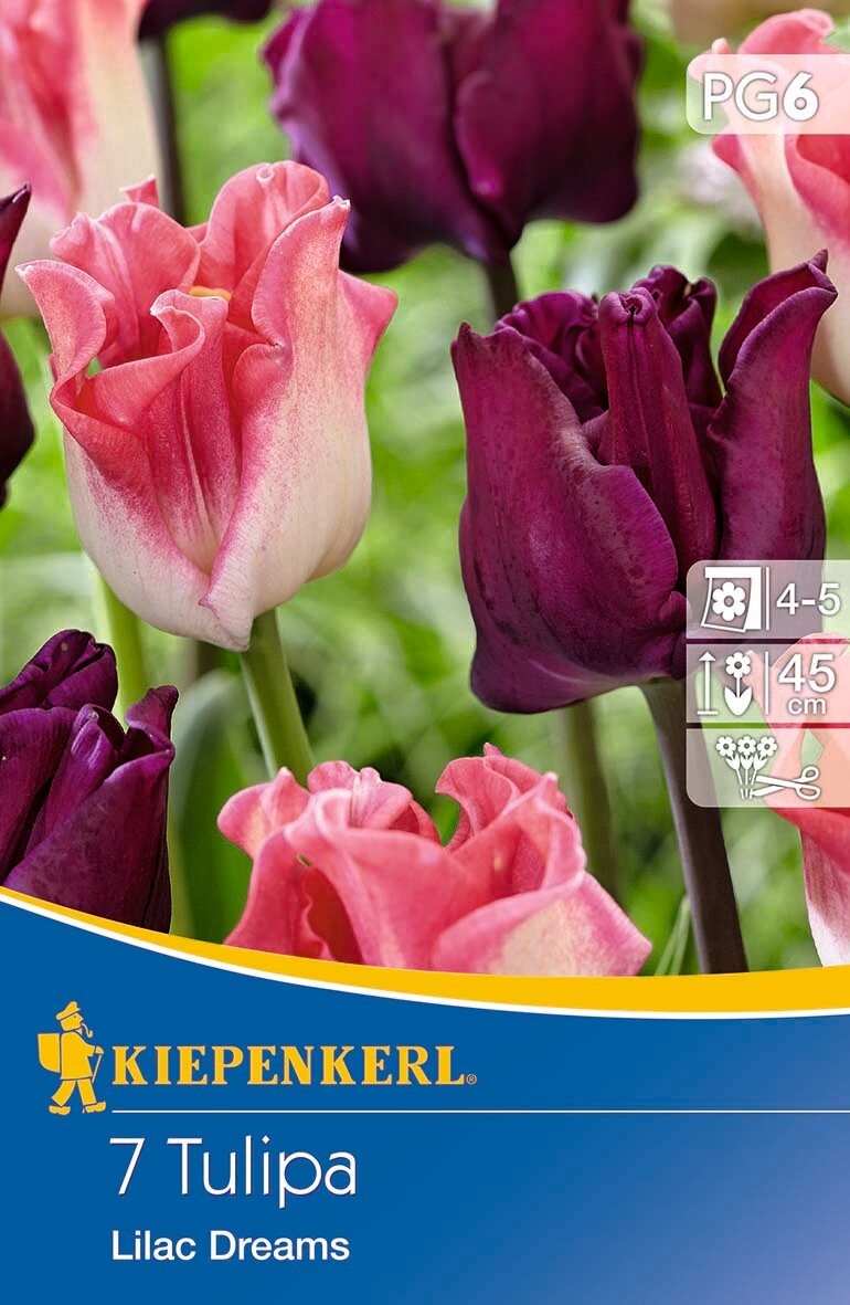 Virághagyma Tulipán színkeverék Lilac Dreams 7 db Kiepenkerl