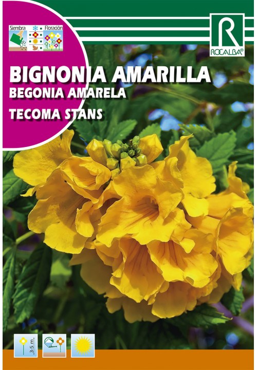 Yellow trumpet shrub (Tecoma stands) Rocalba 1 g