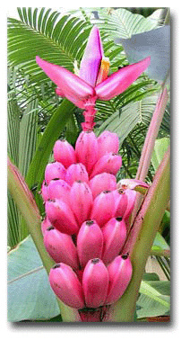 Pink Banana (Musa velutina) 5 seeds
