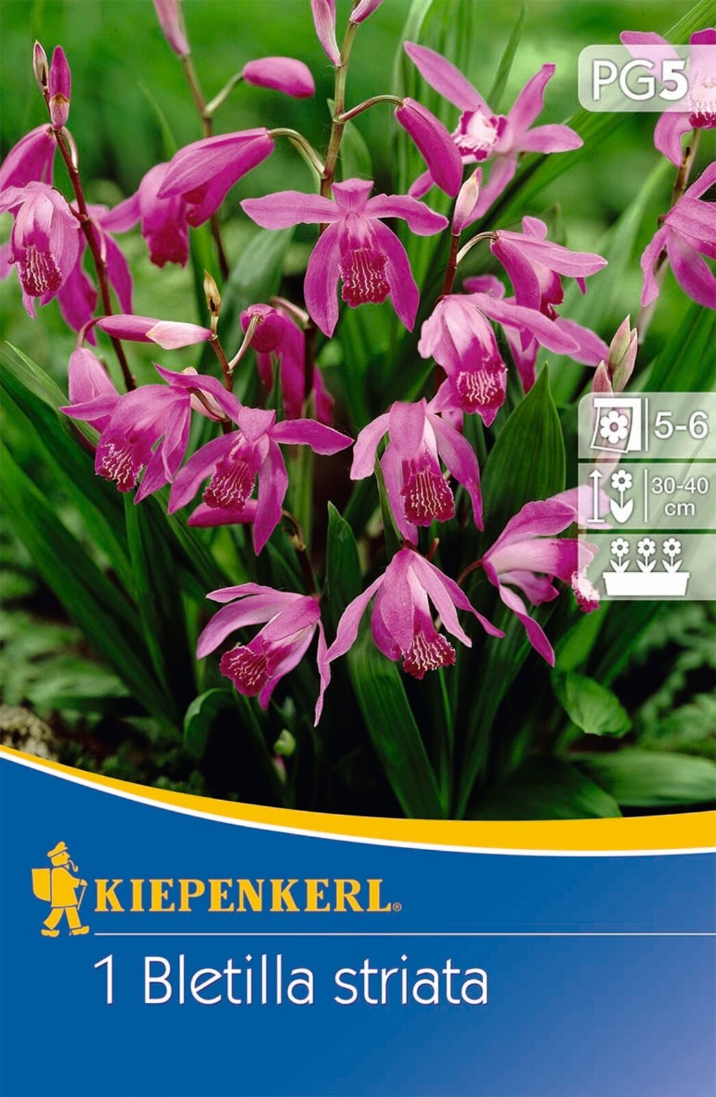 Virághagyma Jácintorchidea (Bletilla striata) (rózsaszín) Kiepenkerl 1 db