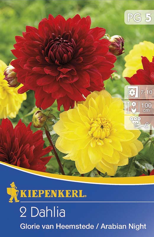 Bulb Dahlia duo Glorie of Heems &amp; Arabian Night 2 pcs