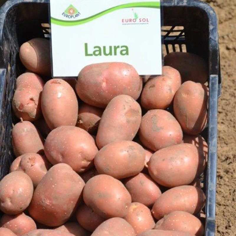Potato seed tuber "Laura" 50 pcs