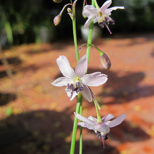 Pale Vanilla Lily (Arthropodium milleflorum) 5 seeds