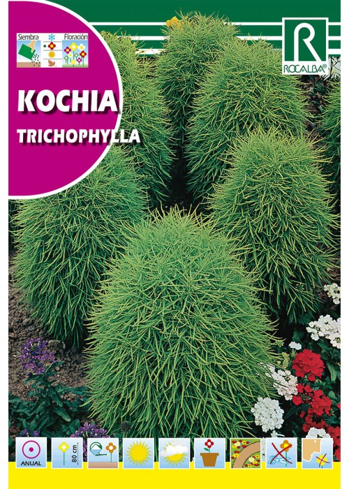 Summer Cypress (Kochia tricophylla) Rocalba 8 g