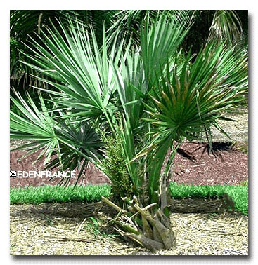 Dwarf palmetto (Sabal minor) 5 seeds