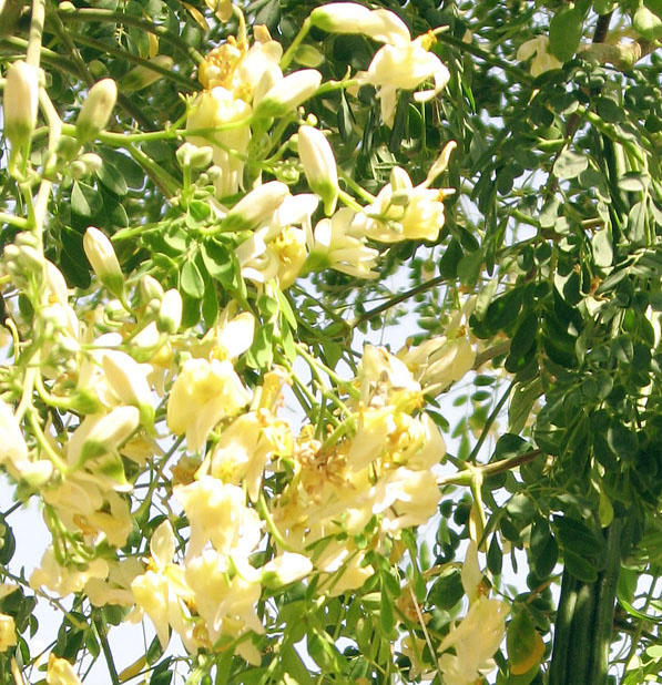 Chaga tree (Moringa oleifera) 5 grains