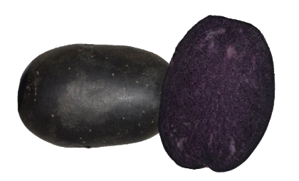Potato seed tuber purple 'Bleuet' 25-35 mm 50 pcs