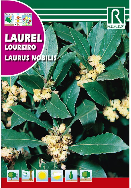 Nemes babér (Laurus Mobilis) Rocalba