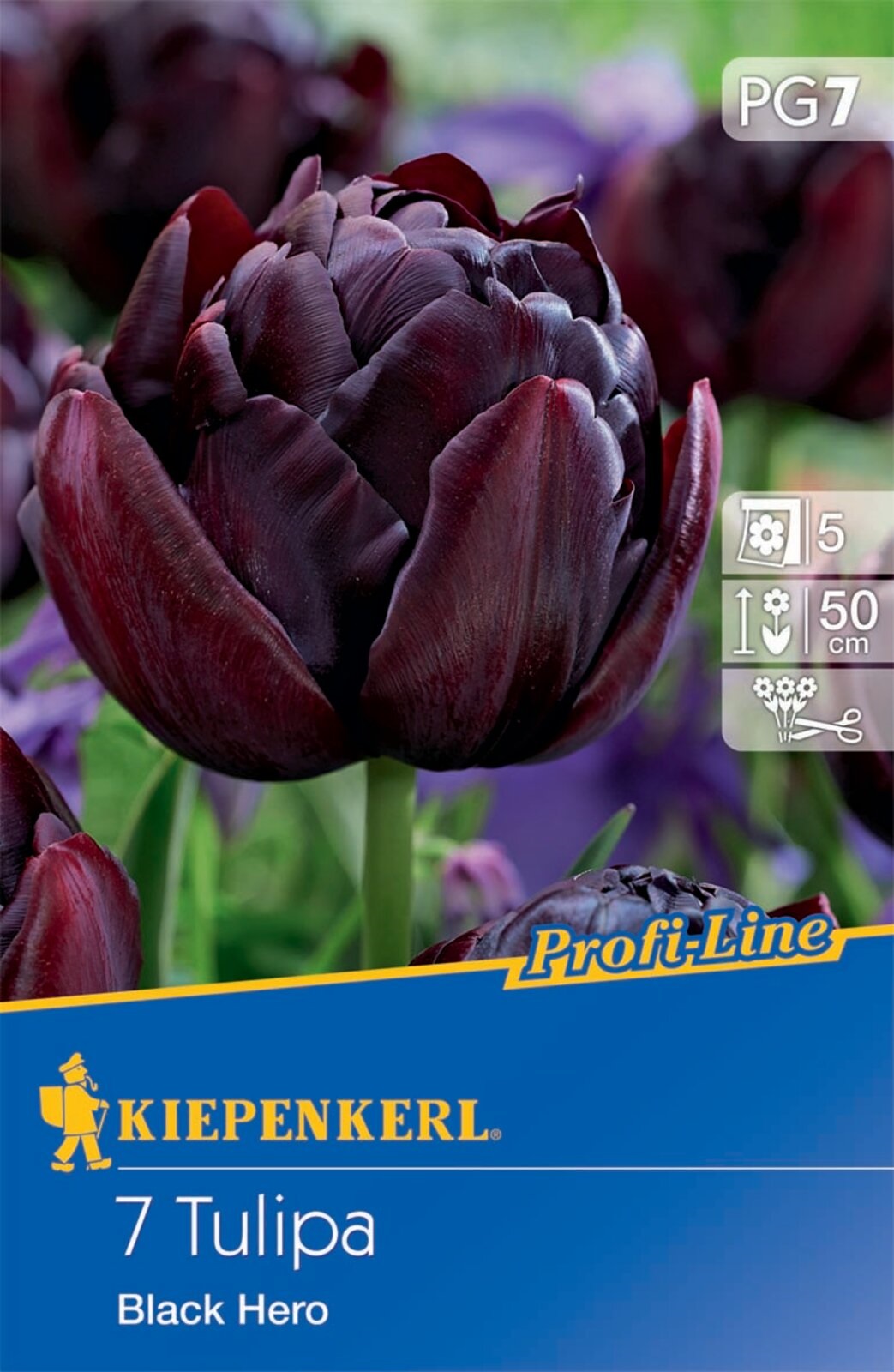 Virághagyma Tulipán Black Hero 7 db Kiepenkerl