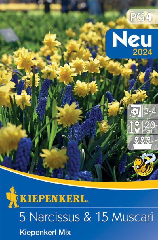 Virághagyma Nárcisz-Gyöngyike összeállítás 20 db Kiepenkerl