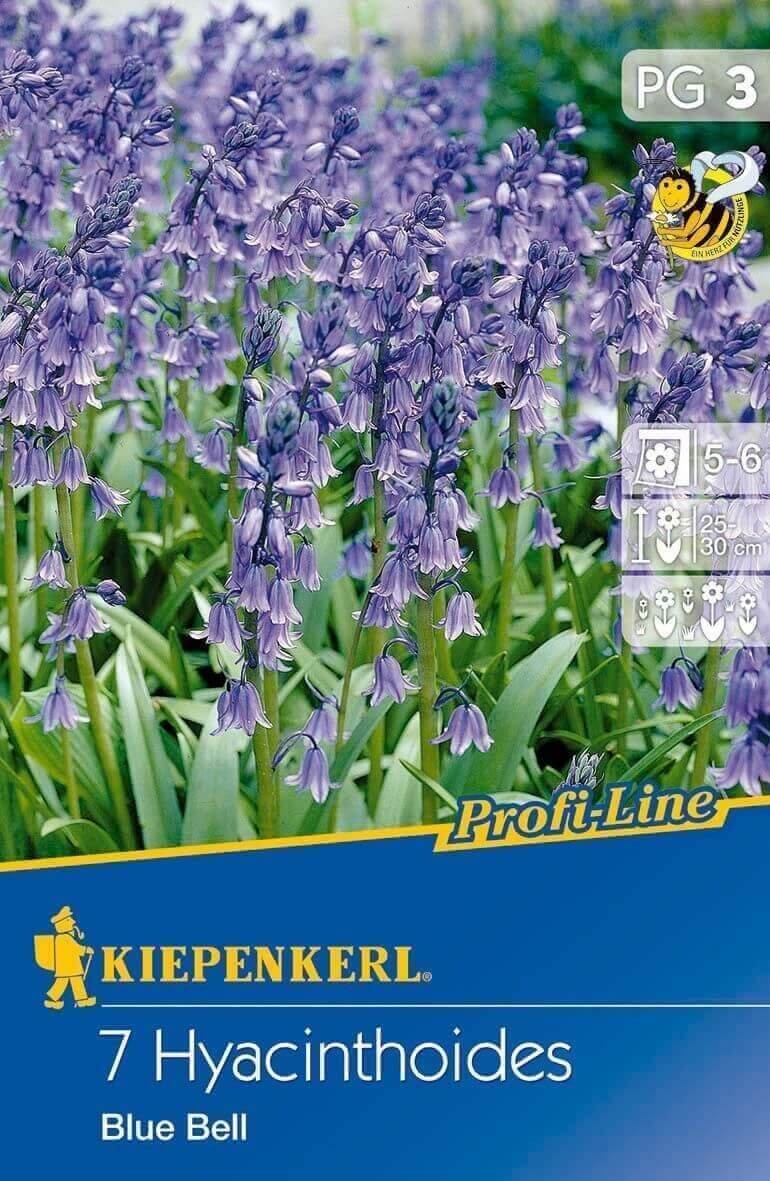 Virághagyma Kékcsengő Blue Bell 7 db Kiepenkerl