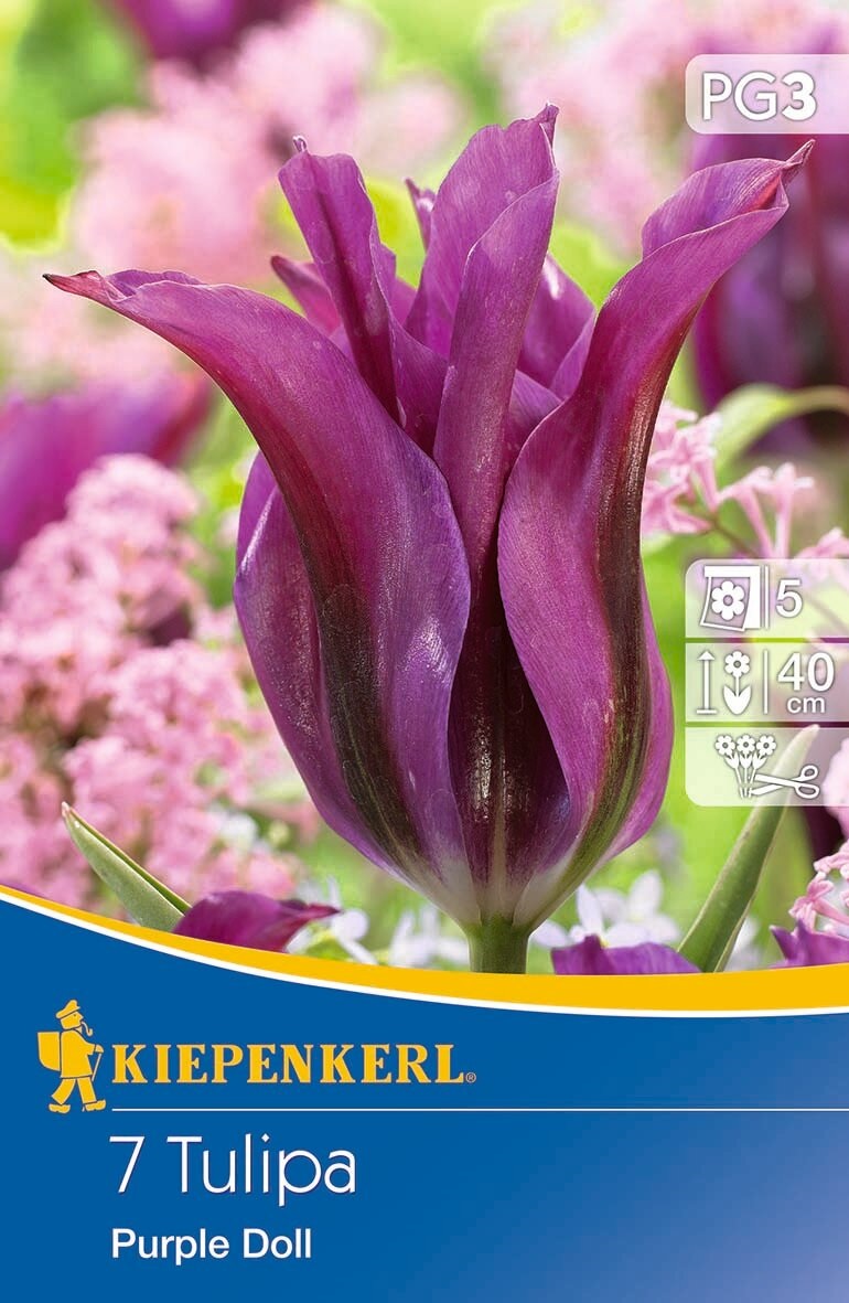 Flower bulb Tulip Purple Doll 7 pcs Kiepenkerl